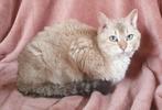 Rex poes beige, Poes, Kortharig, 0 tot 2 jaar
