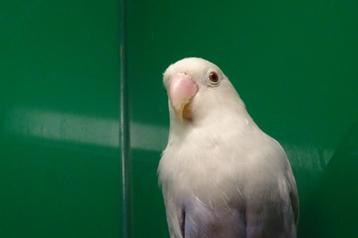 Agapornis pale fallow opaline man roodoog. beschikbaar voor biedingen