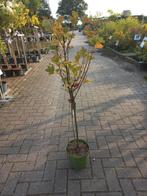 Bessenboom op stam, Tuin en Terras, Planten | Bomen, Overige soorten, Lente, 100 tot 250 cm, Ophalen