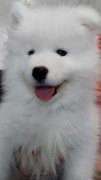 Lieve Samojeed puppy- speels, slim en aanhankelijk!, Dieren en Toebehoren, Particulier, Rabiës (hondsdolheid), 8 tot 15 weken