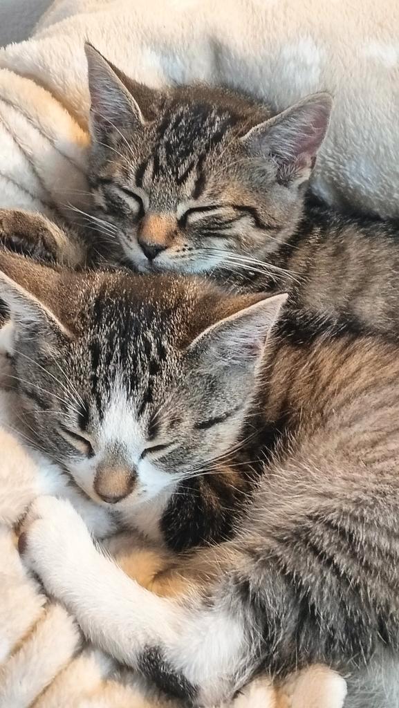 Mooie kitten,ontluisd, ontwormd, gevaccineerd/gechipt!, Dieren en Toebehoren, Katten en Kittens | Overige Katten, Kortharig, Kater