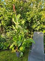 Canna, bloemriet (1.60 - 1.70m, 6 euro p/st, 6 voor 30), Ophalen, Zomer, Overige soorten, Volle zon