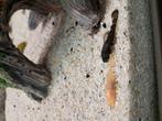 Albino en wildkleur ancistrus  baby's algeneters, Dieren en Toebehoren, Vis