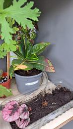 Croton, Ophalen, Overige soorten, Minder dan 100 cm