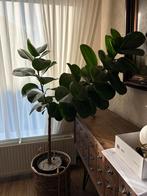 Grote Kamerplant Ficus elastica boompje 150cm, Ophalen, Zo goed als nieuw