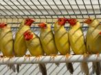 Diverse vogels morgen open van 10:00 tot 12:00