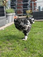 Goed huis gezocht voor Brahma haan, Dieren en Toebehoren, Pluimvee, Mannelijk, Kip