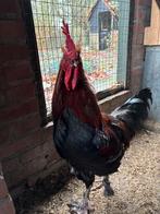 Marans hanen te koop koper zwart 1 jaar oud, Mannelijk, Kip