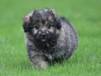 mooie  Boomer pups., Dieren en Toebehoren, Honden | Chihuahua's en Gezelschapshonden, Nederland, Overige rassen, 8 tot 15 weken