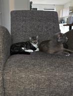 Lieve kittens bijna 12 weken. Moeder blauwe Rus., Dieren en Toebehoren, Katten en Kittens | Overige Katten, Meerdere dieren, Kortharig