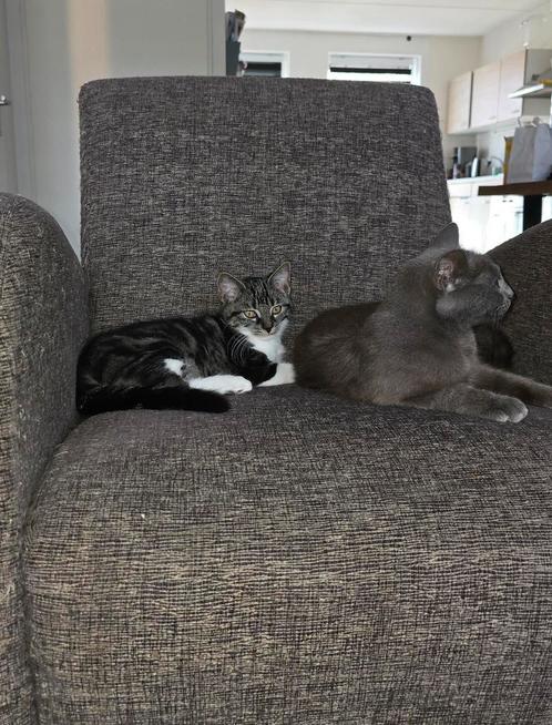 Lieve kittens bijna 12 weken. Moeder blauwe Rus., Dieren en Toebehoren, Katten en Kittens | Overige Katten, Kortharig, Meerdere dieren