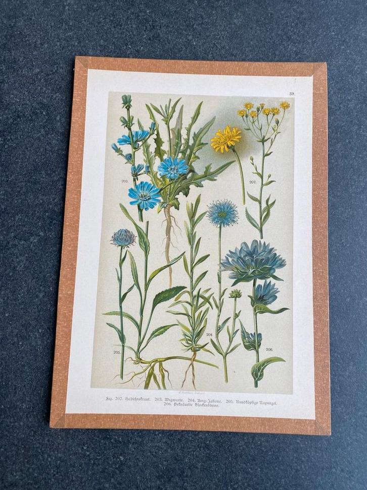Vele prenten bloemen/planten 20x29 cm. Uitzoeken  5 euro, Antiek en Kunst, Antiek | Schoolplaten, Natuur en Biologie, Ophalen of Verzenden