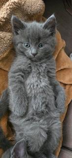 kittens (  noorseboskat x britslanghaar x europeeskorthaar), 0 tot 2 jaar