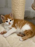 Mega sociale en knappe rode kittens. Poesjes en katertjes, Meerdere dieren