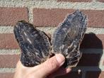 Araucaria alvarezii, fossilized pine cone, Ophalen of Verzenden, Fossiel