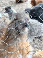 Zijdehoen haan..gratis!, Dieren en Toebehoren, Pluimvee, Mannelijk, Kip
