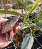 Laatste muskusschildpadden kleinblijvende muskus schildpad, Dieren en Toebehoren, Reptielen en Amfibieën, Schildpad