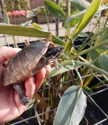 Laatste muskusschildpadden kleinblijvende muskus schildpad  beschikbaar voor biedingen