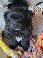 Lief teefje Pomeriaan x Boomer!🐶🩷, Overige rassen, 8 tot 15 weken, Teef, Eén hond