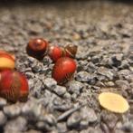 Neritina Waigiensis red, Slak of Weekdier