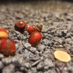 Neritina Waigiensis red, Dieren en Toebehoren, Vissen | Aquariumvissen, Slak of Weekdier