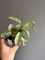 Hoya carnosa 'Nova Ghost', Ophalen, Halfschaduw, Minder dan 100 cm