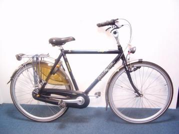 Gazelle orane   (5484) beschikbaar voor biedingen