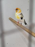 Majoor putter  man2025, Dieren en Toebehoren, Vogels | Overige Vogels, Mannelijk, Wildzangvogel