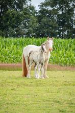 Irish cob-tinker merrie veulen Smokeyblack, Dieren en Toebehoren, Pony's, Merrie, Gechipt, 0 tot 2 jaar