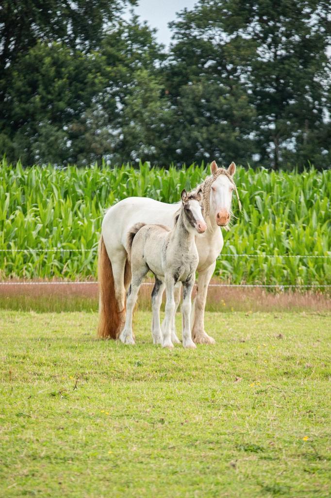 Irish cob-tinker merrie veulen Smokeyblack, Dieren en Toebehoren, Pony's, Merrie, 0 tot 2 jaar, Gechipt