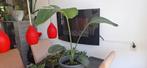 Strelitzia nicolai variegata, Ophalen of Verzenden, Overige soorten, Minder dan 100 cm