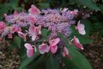 Hydrangea aspera Hot. Chocolate fluweelhortensia, Ophalen