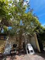 Gratis 40+ jaar oude vlinderstruik, Tuin en Terras, Overige soorten, Zomer, 400 cm of meer, Ophalen