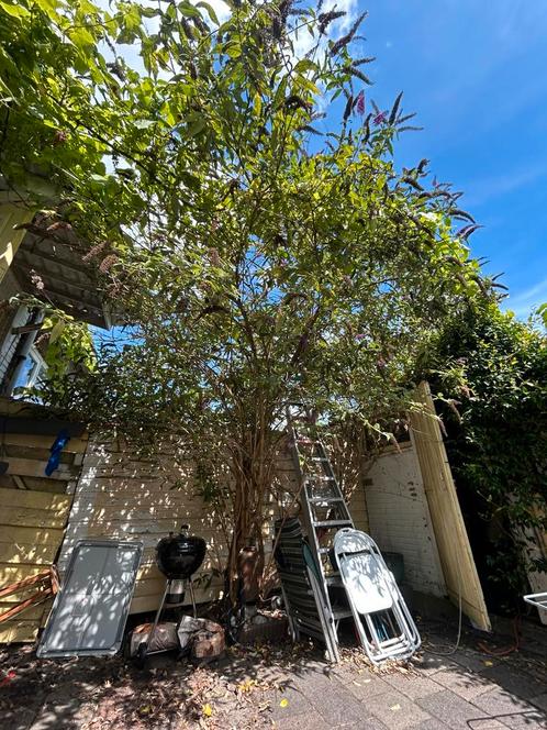 Gratis 40+ jaar oude vlinderstruik, Tuin en Terras, Planten | Bomen, Overige soorten, 400 cm of meer, Volle zon, Zomer, Ophalen