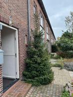 Gratis kerstboom, Ophalen, Volle zon, Overige soorten