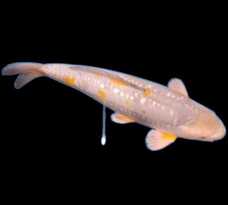 7 Hele mooie japanse koi karpers, Dieren en Toebehoren, Vissen | Vijvervissen, Karper of Koi