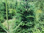 Te koop kerstbomen, Tuin en Terras, Planten | Bomen, Ophalen, Volle zon, Overige soorten