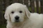 Prachtige golden retriever pups (ouders aanwezig), Golden retriever, België, CDV (hondenziekte), 8 tot 15 weken