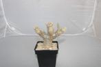 Pachypodium saundersii, Huis en Inrichting, Vetplant, Ophalen of Verzenden, Minder dan 100 cm, Volle zon