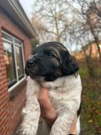 4 prachtige gezonde pups, Meerdere, Meerdere dieren, Middel, Nederland