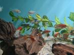 Apistogramma Macmasteri Red Mask, dwergcichliden, Dieren en Toebehoren, Vissen | Aquariumvissen, Vis, Zoetwatervis