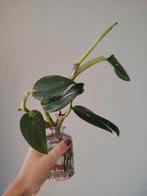 Philodendron Cobra ongewortelde stekken x2, Overige soorten, Minder dan 100 cm, Groene kamerplant, Halfschaduw