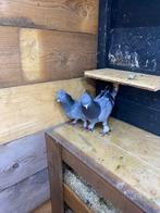 Tekoop takla duiven, Dieren en Toebehoren, Vogels | Duiven