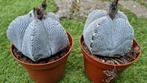 CACTUS ASTROPHYTUM ONZUKU MOOI FEL WITTE PLANTEN, Ophalen of Verzenden, Cactus, Minder dan 100 cm