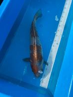 Koi ochiba, Dieren en Toebehoren, Vissen | Vijvervissen, Karper of Koi
