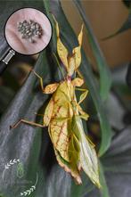 60x Phyllium Letiranti "Tataba" & Hermagoras Cultratolobatus, Dieren en Toebehoren, Insecten en Spinnen, Overige soorten