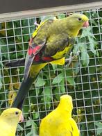 Bergparkiet pastel gezoomd, Dieren en Toebehoren, Vogels | Parkieten en Papegaaien, Vrouwelijk, Parkiet, Geringd