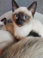 Mooie lieve siamese kittens (Thai), Dieren en Toebehoren, Katten en Kittens | Raskatten | Korthaar, Meerdere dieren, Ontwormd