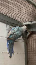 Rosella’s in blauw pastel, Dieren en Toebehoren, Meerdere dieren, Parkiet