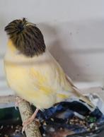 Gloster kanarie man, Dieren en Toebehoren, Vogels | Kanaries, Mannelijk, Kleurkanarie